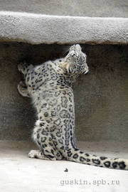 Moscow zoo. Snow leopard.