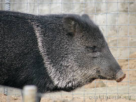 Moscow zoo. Peccary.
