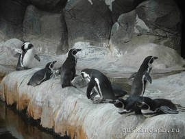 Moscow zoo. Humboldt Penguins.