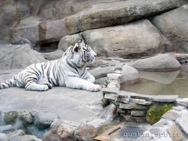 Moscow zoo. White siberian tiger.