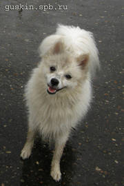 Very durty but happy Japanese Spitz.