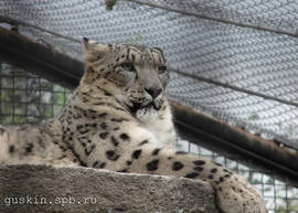Moscow zoo. Snow leopard.