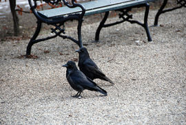 Crows at Schönbrunn Gardens