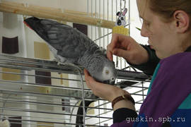 Grey parrot Brut.