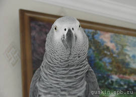 Grey parrot Brut.
