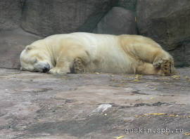 Moscow zoo. Polar bear.