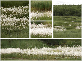 Cotton grass bog at Kola Peninsula, Tersky shore.
