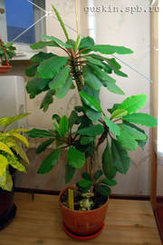 Euphorbia Leuconeura.