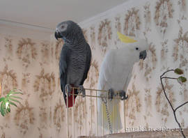 Grey parrot Brut and Greater sulphur-crested cockatoo Charly.