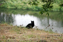 Rybinsk. A cat at the Cheremukha river.