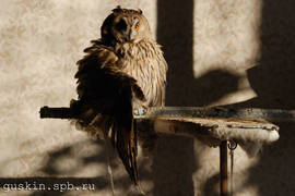 Anfisa, a long-eared owl, is having sun bath. 