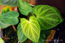 Philodendron verrucosum. Young leaves.