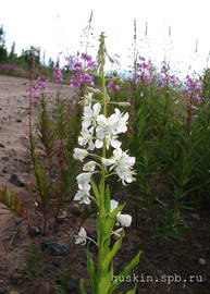 White willowweed.