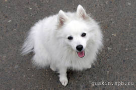 Agrarium Qiabel Of Accel, japanese spitz. 5 years.