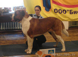 Short-haired St. Bernard Navilotosh Vincent Vega at the age of 1,5 years.