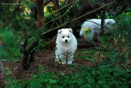 Japanese Spitz puppy