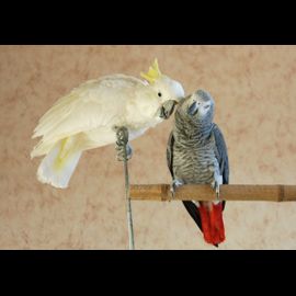 Cockatoo and gray parrot
