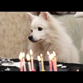 Belka celebrates her 11th birthday