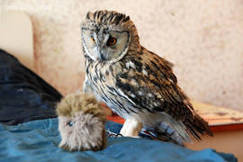 Long-eared owl Anfisa.