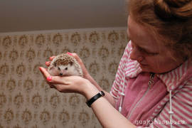 Petrovich, the hedgehog, and me