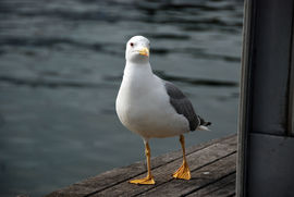 A seagull on the pier of Barcelona.